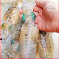 Mực lá Cô Tô đông lạnh